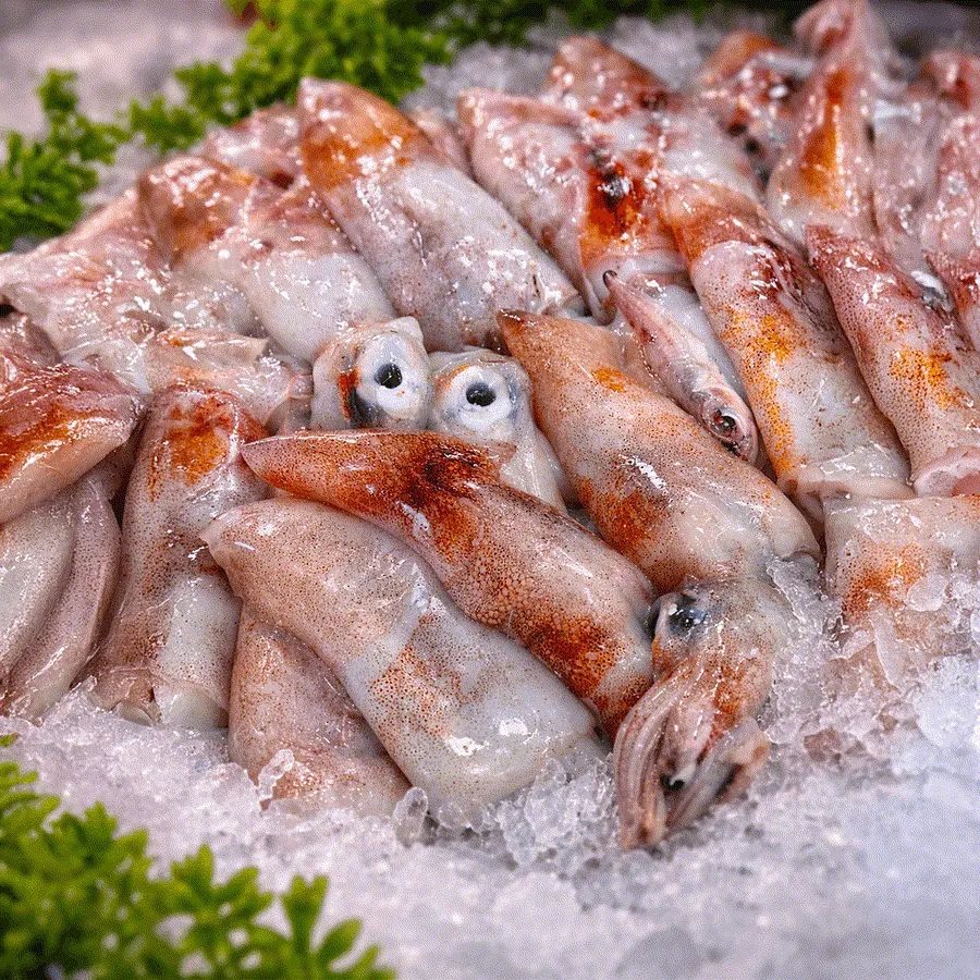 Calamari freschi sul ghiaccio